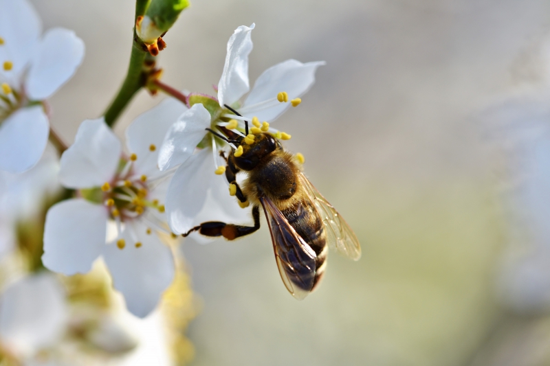 jardinerie-LES MUJOULS-min_bee-4092986